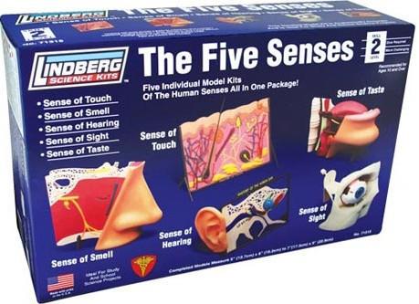 Lindberg 'The Five Senses' Model Kit image