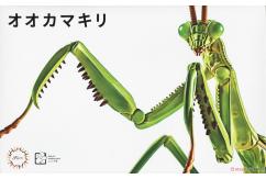 Fujimi Biology Edition Big Mantis image