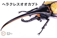 Fujimi Biology Edition Hercules Beetle Dynastes Hercules  image