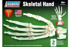 Lindberg Skeletal Hand with Display image