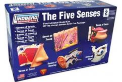 Lindberg 'The Five Senses' Model Kit image